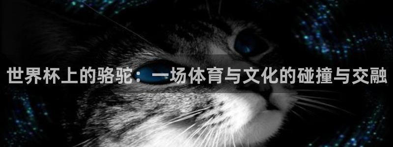 2026世界杯直播免费观看：世界杯上的骆驼：一场体育与文化的碰撞与交融
