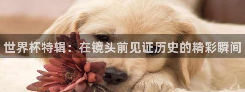 世界杯附加赛赛程表：世界杯特辑：在镜头前见证历史的精彩瞬间